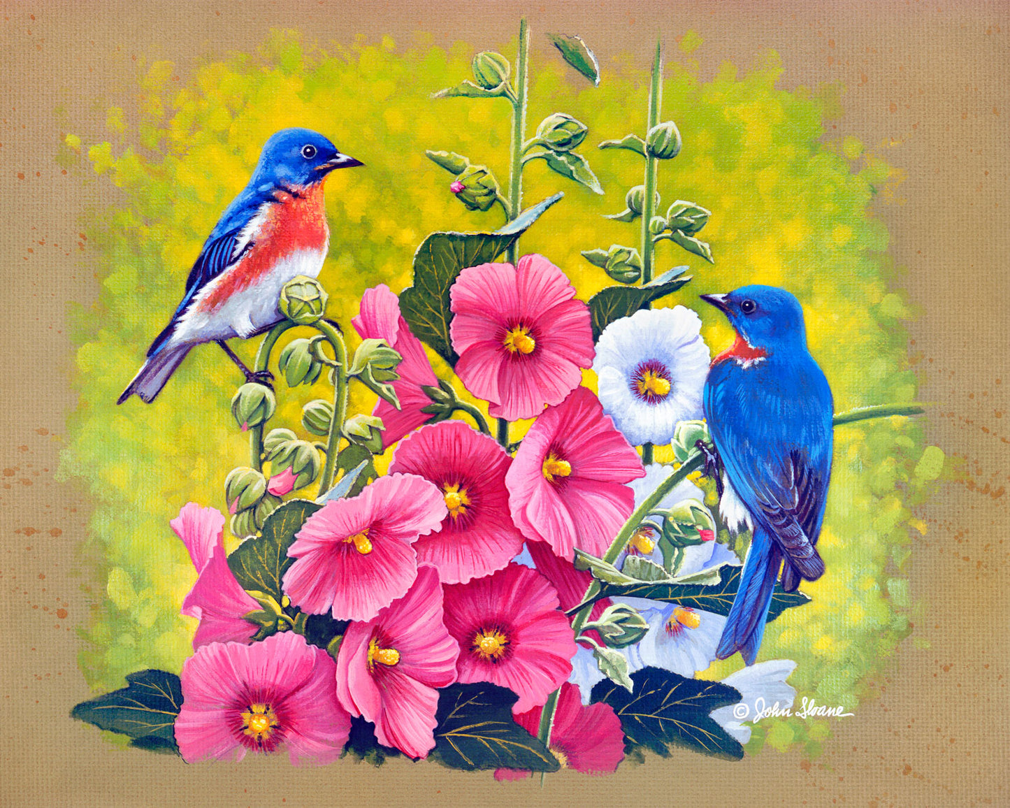 Bluebirds