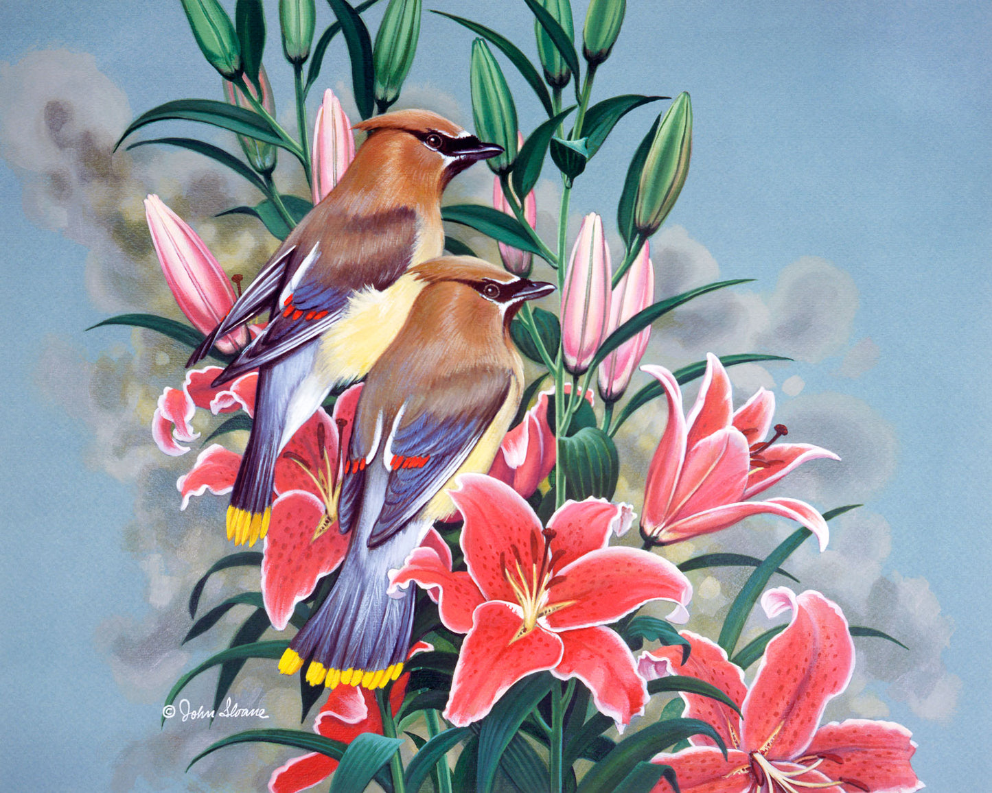 Cedar Waxwings