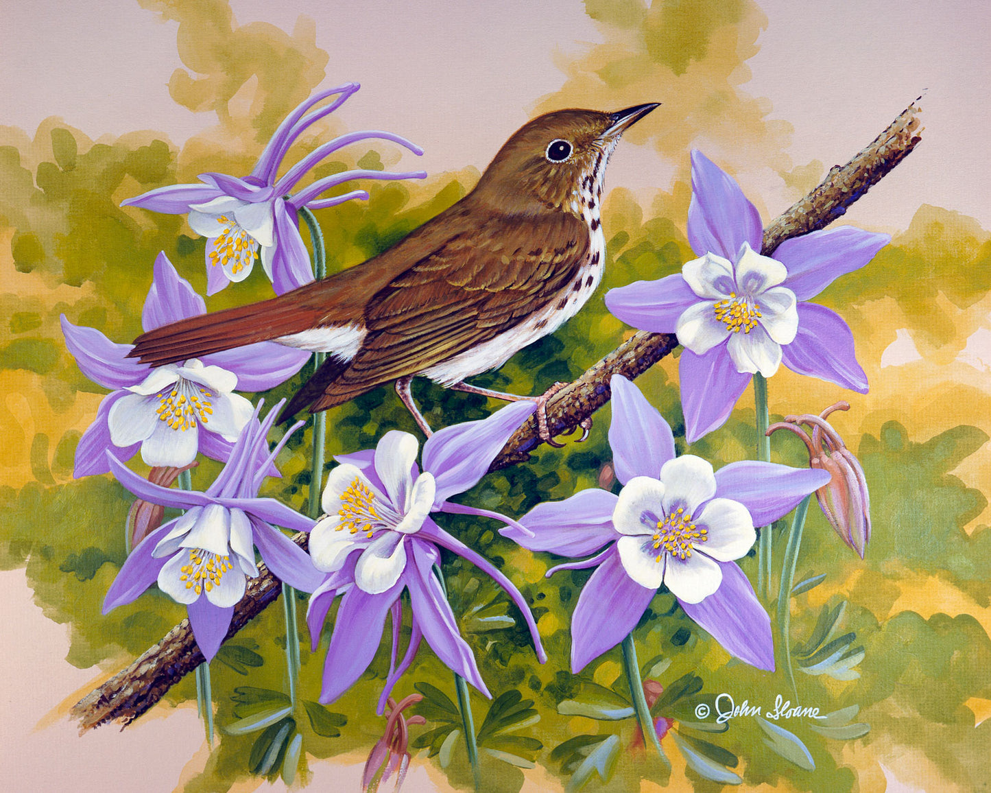 Hermit Thrush