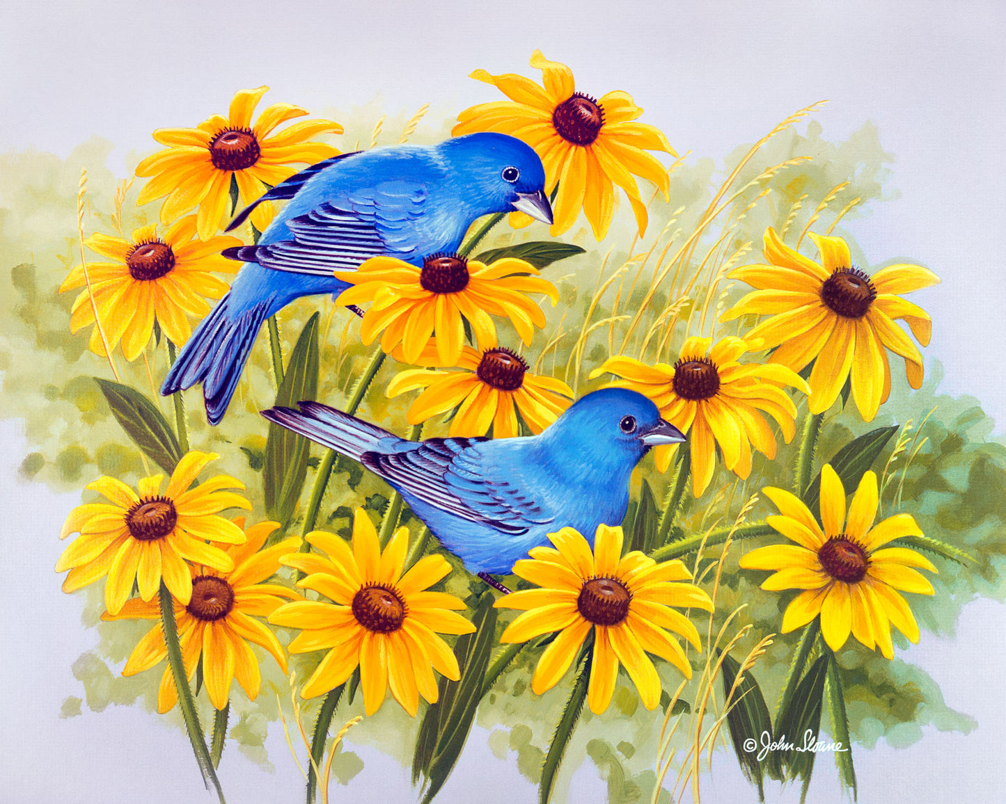 Indigo Buntings