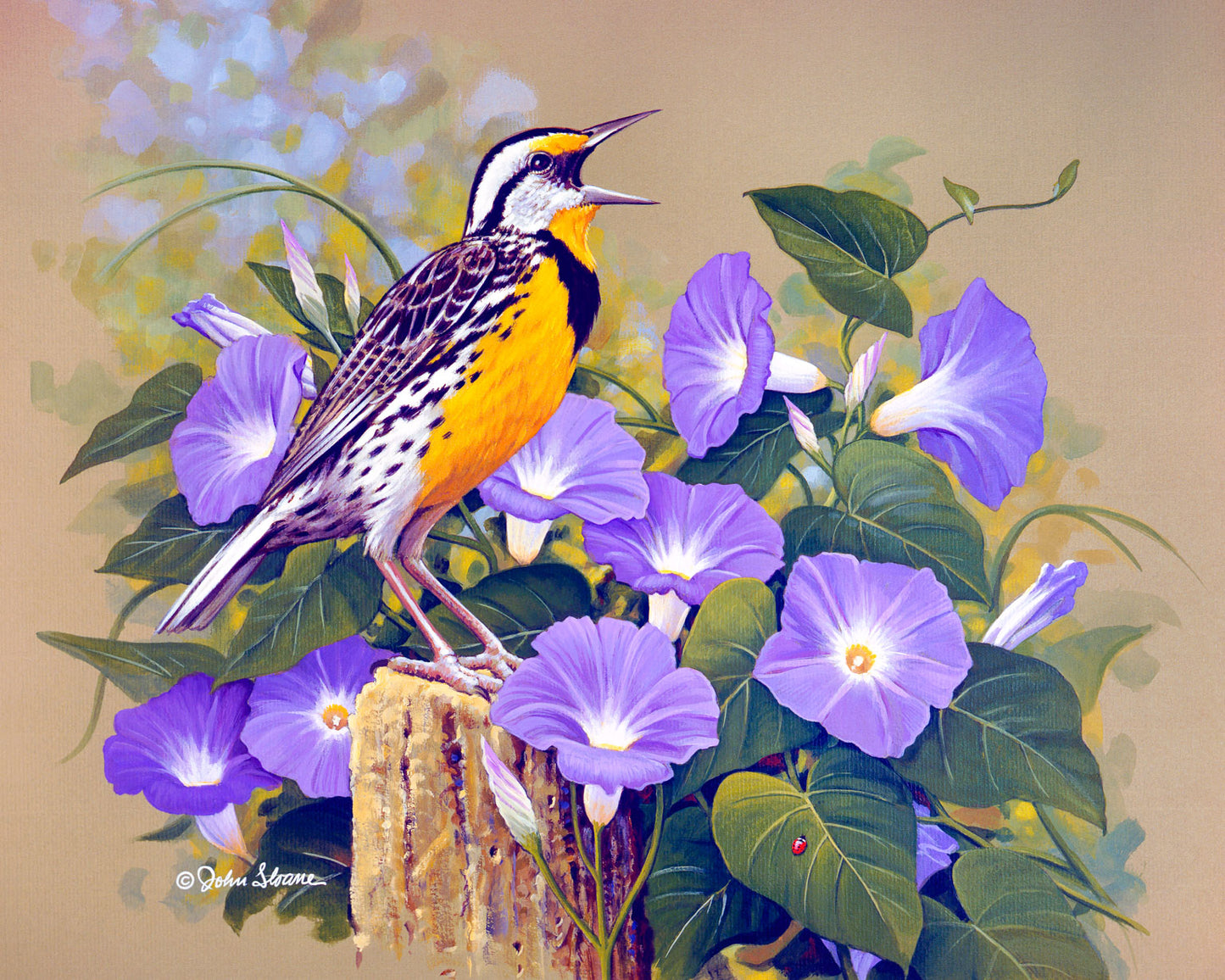 Meadowlark