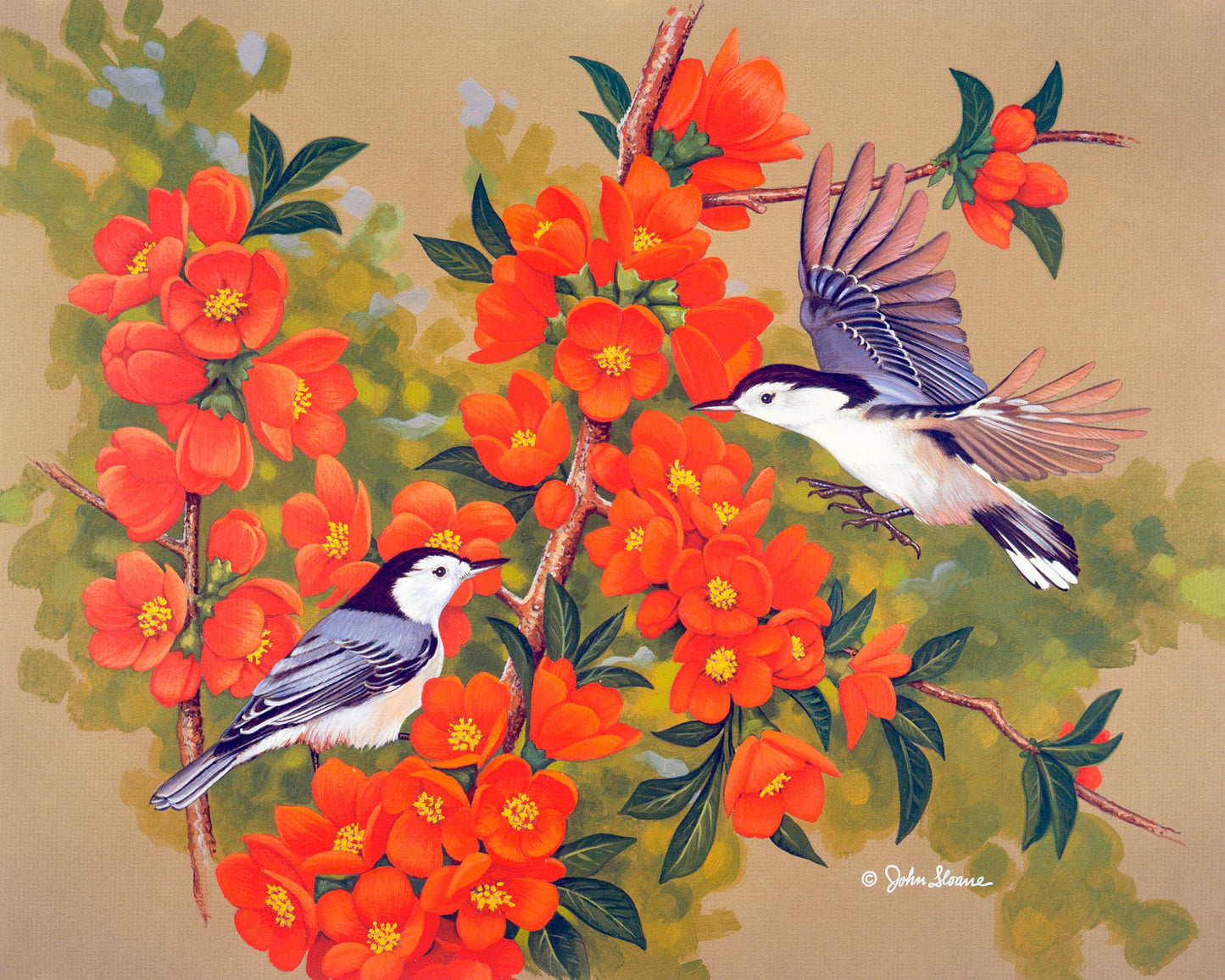 Nuthatches