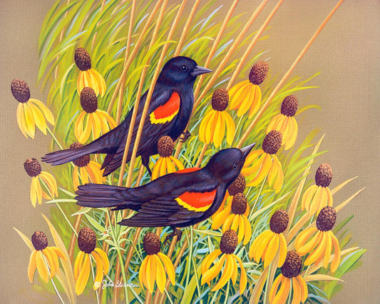 Redwinged Blackbirds