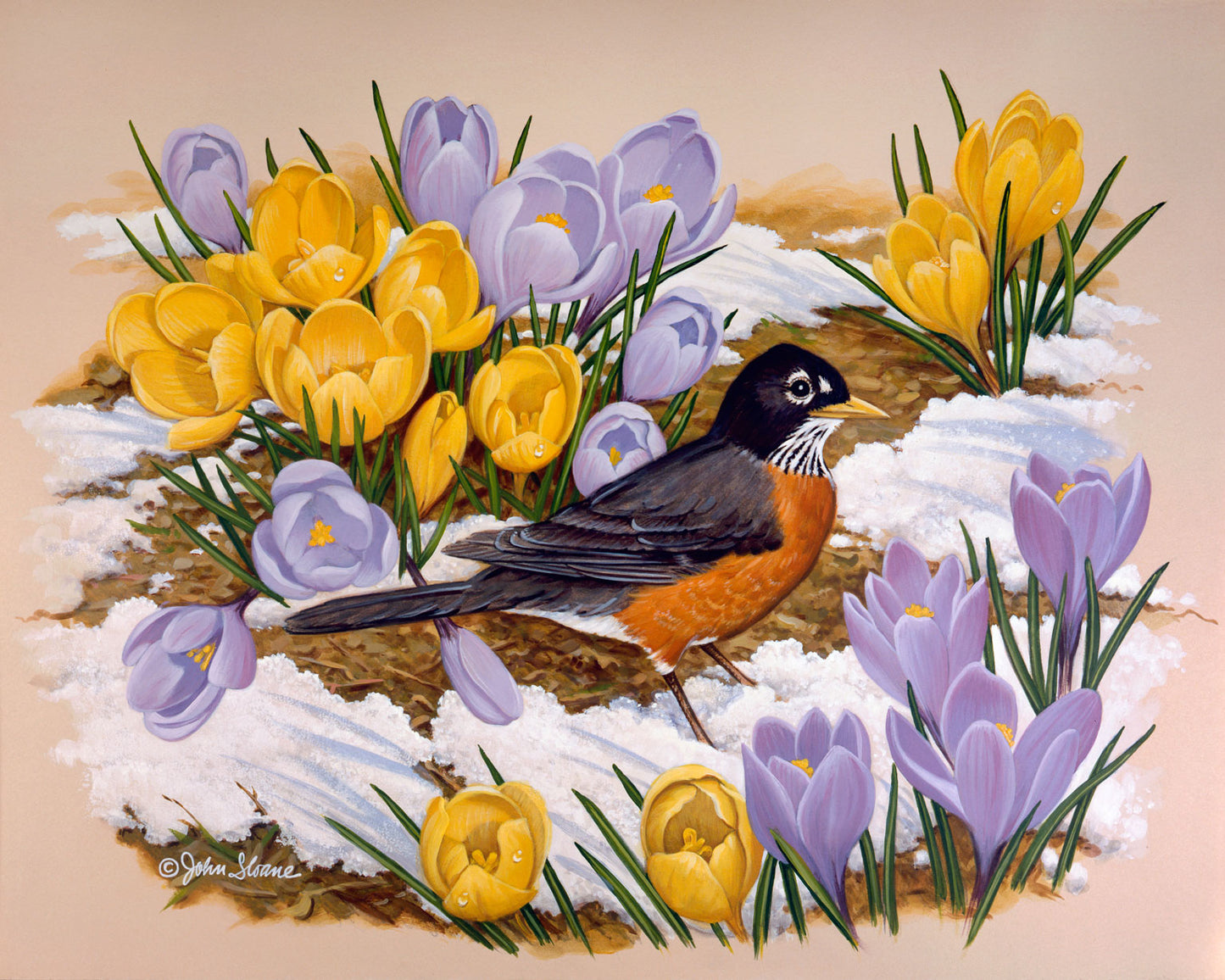 Robin