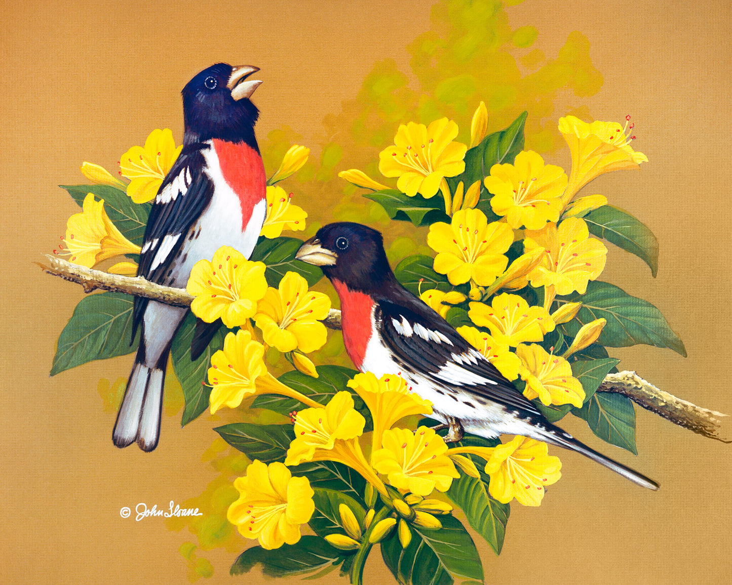 Rose-Breasted Grosbeaks