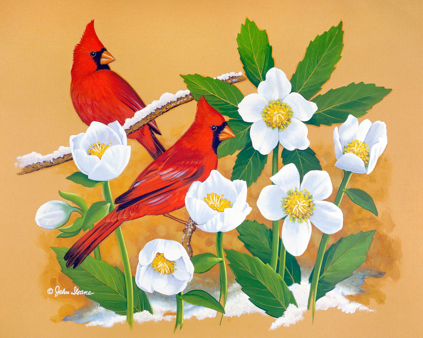 Cardinals