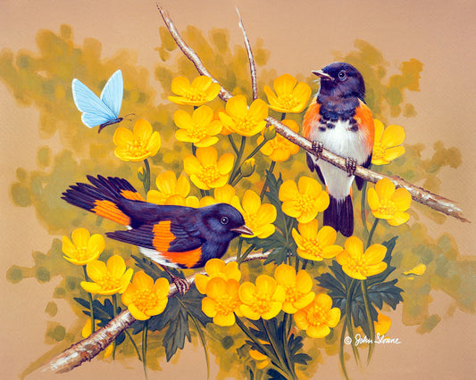 Redstarts